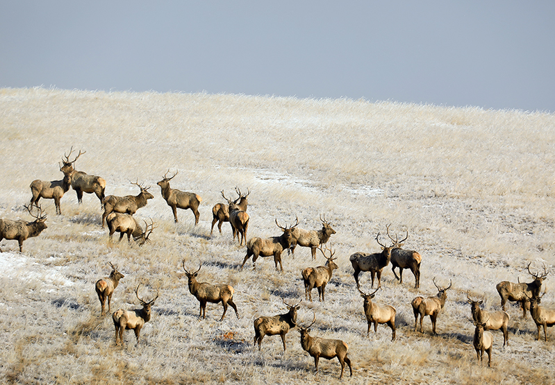 Deer in Khustai NP